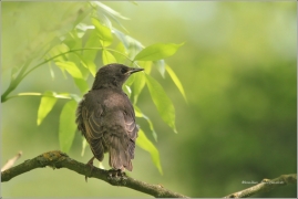 <p>ŠPAČEK OBECNÝ (Sturnus vulgaris)</p>